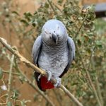 Papagalii de la o Grădină Zoologică din Anglia, „concediați” din cauză că înjurau vizitatorii