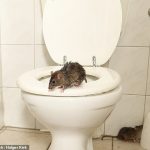 Populațiile de șobolani din Marea Britanie au crescut în timpul restricțiilor, iar acum rozătoarele invadează casele