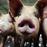 Criza porcilor din Marea Britanie. Animale sănătoase, sacrificate din cauza Brexitului