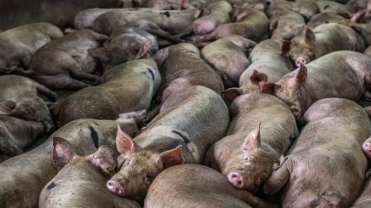 Marea Britanie: Porci sănătoși uciși și aruncați la gunoi din cauza lipsei de muncitori