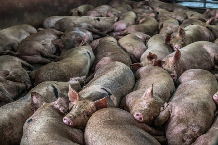 Marea Britanie: Porci sănătoși uciși și aruncați la gunoi din cauza lipsei de muncitori