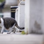Cine este ucigașul în serie care a mutilat și omorât sute de pisici în Londra