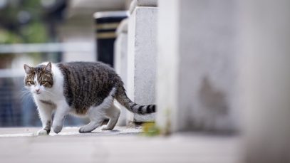 Cine este ucigașul în serie care a mutilat și omorât sute de pisici în Londra