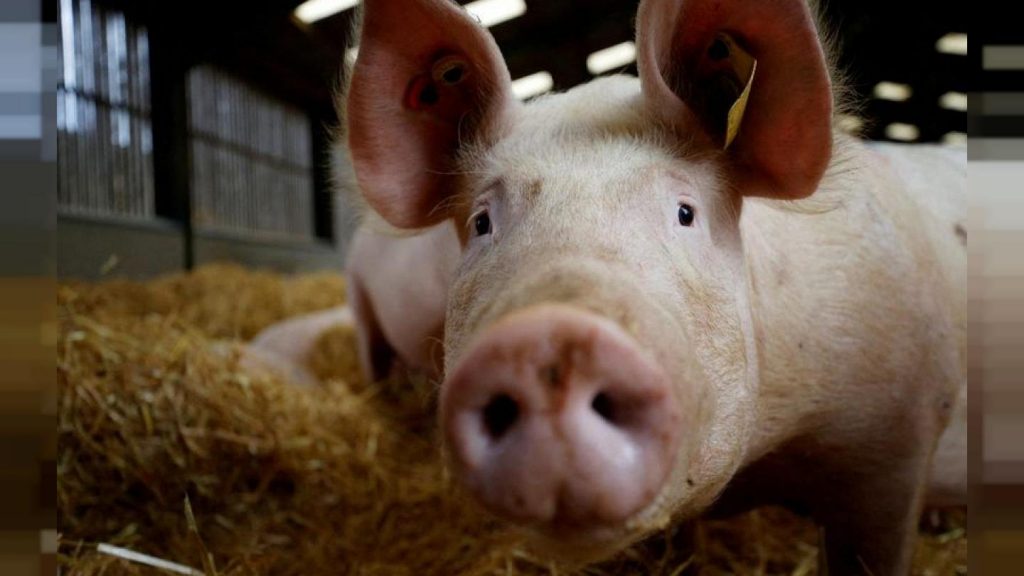 Crescătorii de porci din Marea Britanie riscă falimentul. Lucrătorii din UE refuză ofertele din UK