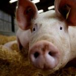 Crescătorii de porci din Marea Britanie riscă falimentul. Lucrătorii din UE refuză ofertele din UK