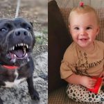 fetiță ucisă de câinele familiei