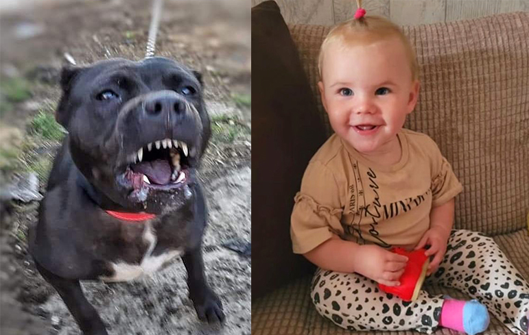 fetiță ucisă de câinele familiei