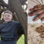 ATENȚIE LA VIPERE! Un băiețel de 8 ani din Londra mușcat de viperă a fost la un pas de MOARTE