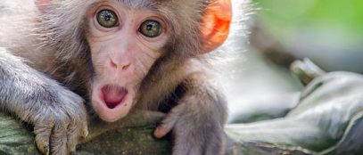 Variola maimuței: Marea Britanie a început vaccinarea