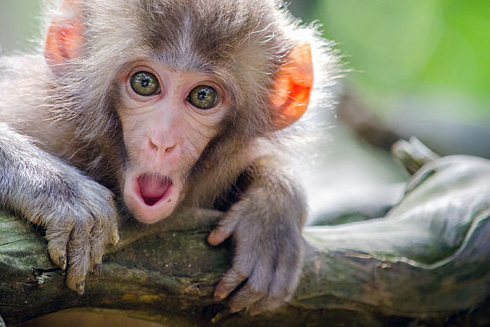 Variola maimuței: Marea Britanie a început vaccinarea