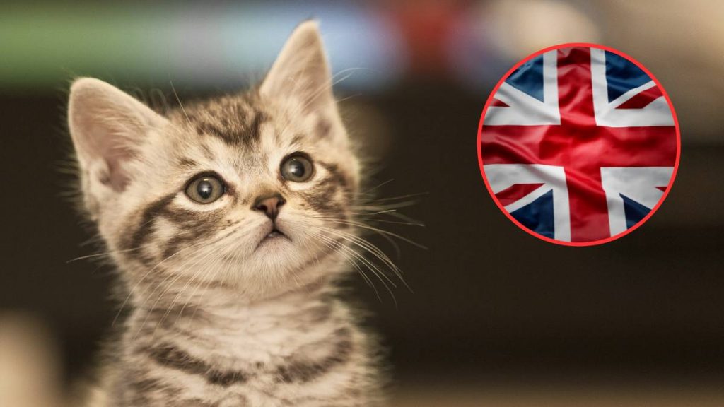 Guvernul britanic voia să ucidă toate pisicile domestice