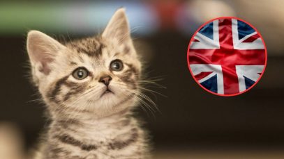 Guvernul britanic voia să ucidă toate pisicile domestice